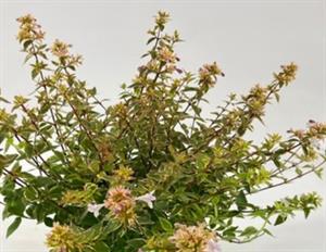 abelia_grandiflora_opstal101_happy_daydream